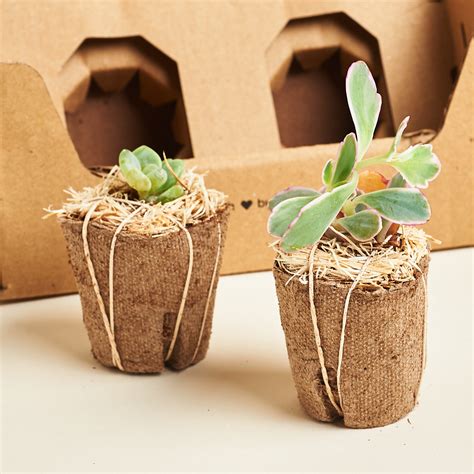 Succulent studios - Cute, clean, modern. Get our perfect 2" succulent pots (with drainage holes!) for your plant babies. 